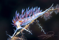 The most beautiful nudibranch @ Aegean sea ! "Cratena Per... by Nicholas Samaras 